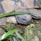 Schildkröte