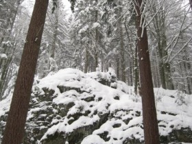Bayerischer Wald 2