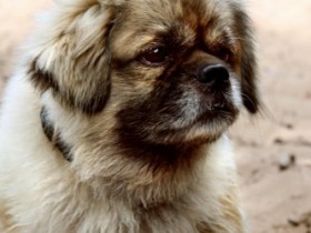 fremder Hund teil 2