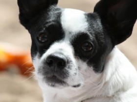 fremder Hund