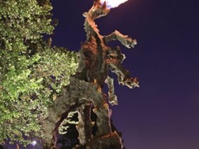 Smok / Drache