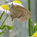 Schmetterling
