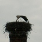 Storch
