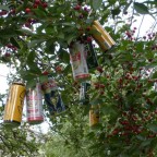 Bierdosen im Baum