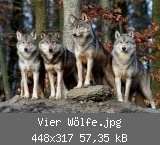 Vier Wölfe.jpg