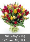 tulipany1.jpg