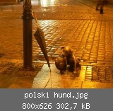 polski hund.jpg