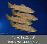 Forelle_2.gif